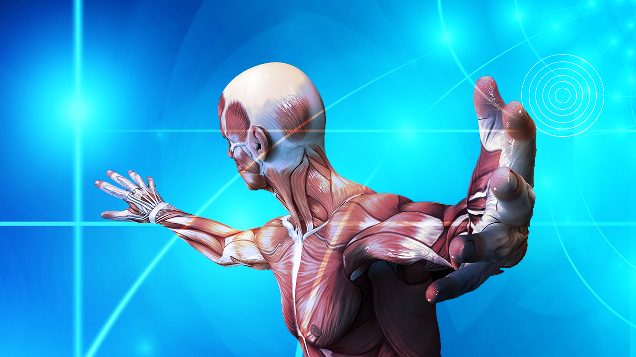 NeuEra - La Mécanique des Tissus Musculaires